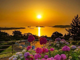 [转载]夕阳，金花醉