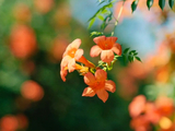 凌霄花