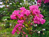 盛夏.紫薇