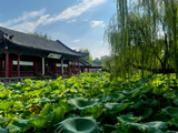12995七绝·大明湖之铁公祠：沧浪白莲-济南消夏202608(25)