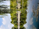 13023五律·泉城之百花洲：一镜清池-济南消夏202608(53)