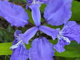鸢尾花