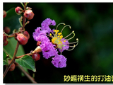 妙趣横生的打油诗