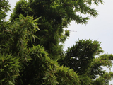 [转载]百花70.55短穗竹珍惟九州（七律）
