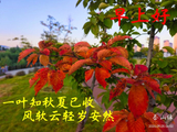 [转载]一叶知秋夏已收风软云轻岁安然