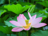 《醉花阴·白露》