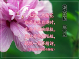 花草随拍35
