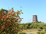 仲秋花海红叶和花草（1）