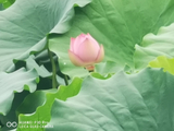 荷花5