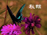 科技股压紧的弹簧松开了