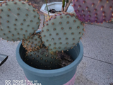 奇花异草