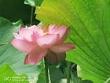荷花6