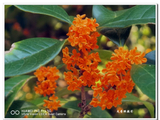 拈花惹草：桂花飘香迎中秋（下）