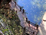 13132七绝·长清区灵岩寺(国二)之五步三泉汇镜池-济南消夏202608(162)