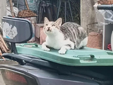 小花猫