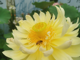 荷花10