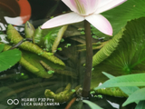荷花12