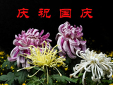 烟花庆华诞/梅园忆峥嵘