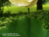 荷花13