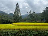 [转载]国清寺外的稻田