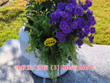 中秋国庆游园（3）植物园盆菊花