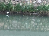 葱兰与韭兰