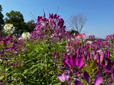 灵湖醉蝶花