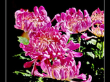 【十月秋菊】