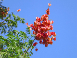 西山岛的栾树花开便知秋来
