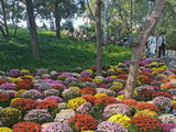 金秋当赏菊，日坛菊花谷，满坡花斗艳，中年正当时，拼搏而无为，洗尽人沧桑，再现风华年