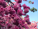 弥勒湖泉生态园欣赏第二轮冬樱花