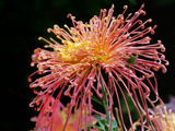 菊花、桂花