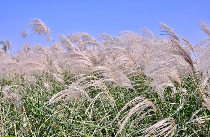 荻花·枫叶荻花秋瑟瑟|花秋|枫叶_新浪新闻