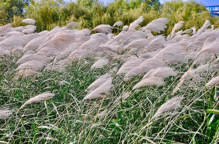 荻花·枫叶荻花秋瑟瑟|花秋|枫叶_新浪新闻