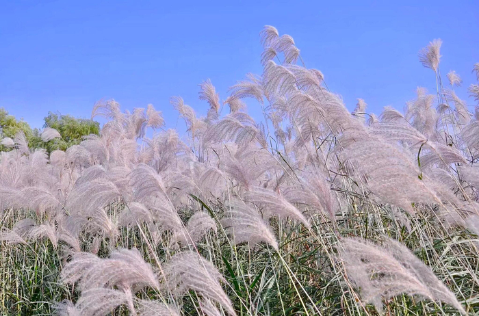 荻花·枫叶荻花秋瑟瑟|花秋|枫叶_新浪新闻