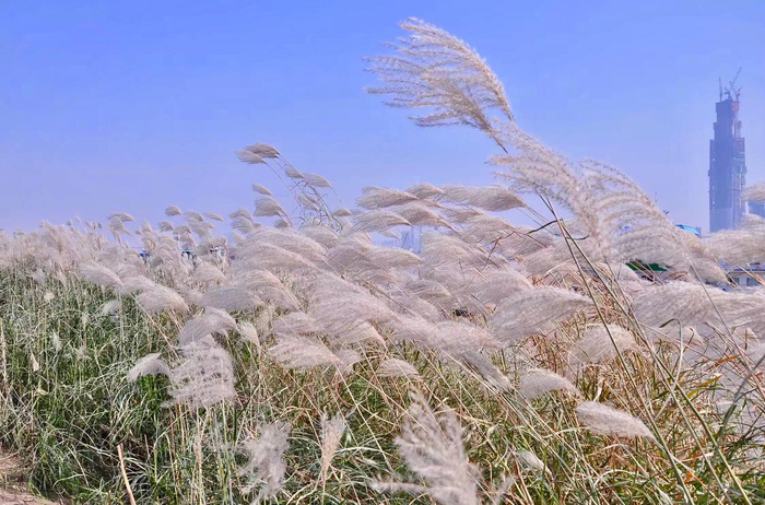 荻花·枫叶荻花秋瑟瑟|花秋|枫叶_新浪新闻