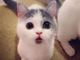 惊讶猫2.0被发现啦 这只猫让我的血都萌空了