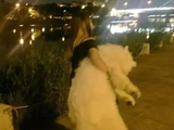 自从养了狗，秒变女汉子，简直可以徒手劈板砖！