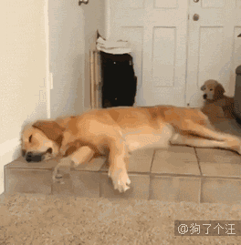 狗GIF:春天了,又到了狗子们交配的季节