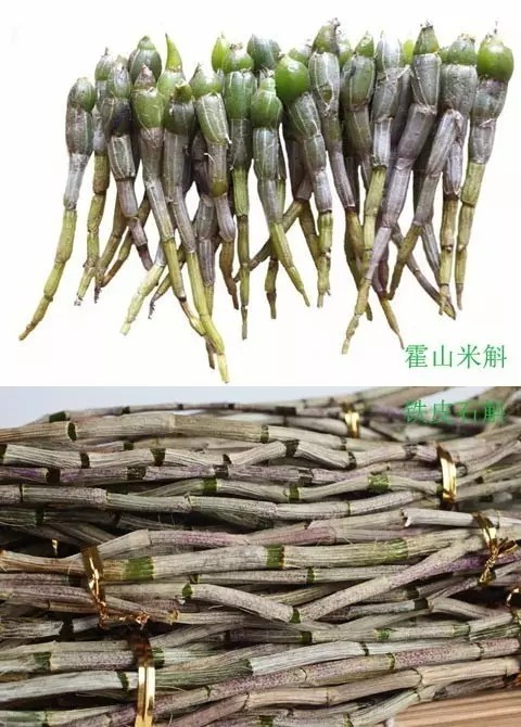 霍山米斛和铁皮石斛傻傻分不清?看准这6招就够了!