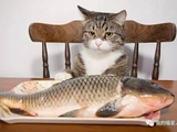 猫真的天生爱吃鱼吗？这次真相来了