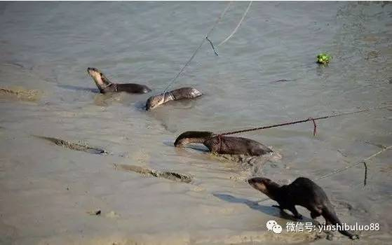 可爱了我的獭!实拍:孟加拉人用水獭捕鱼,效率超高