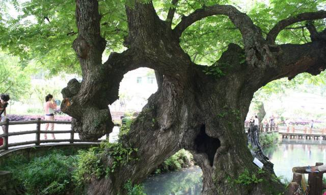 这100种常见名贵木材,你知道几种?|苏木|黄檀|紫檀|漆树|南美_新浪新闻
