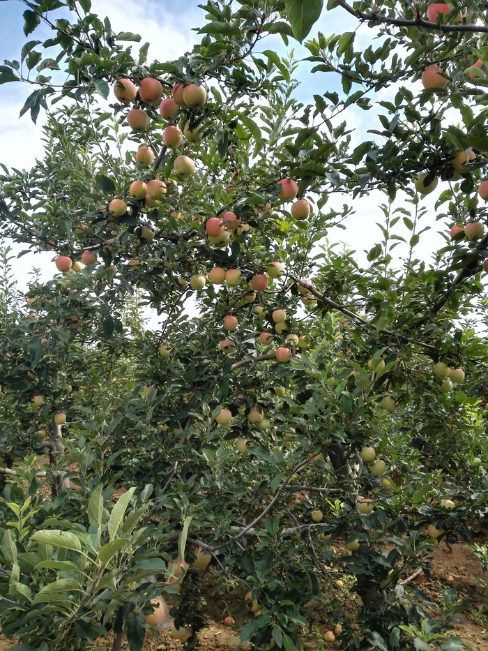 苹果届中的记忆之果——陕西红嘎啦苹果(图文)|嘎啦|苹果|陕西|乾县|记忆_新浪新闻