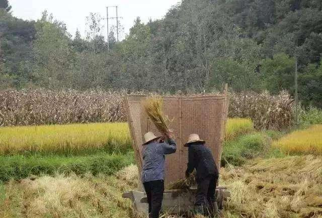 这才是农村传统打谷子的正确打开方式,延续好几代人