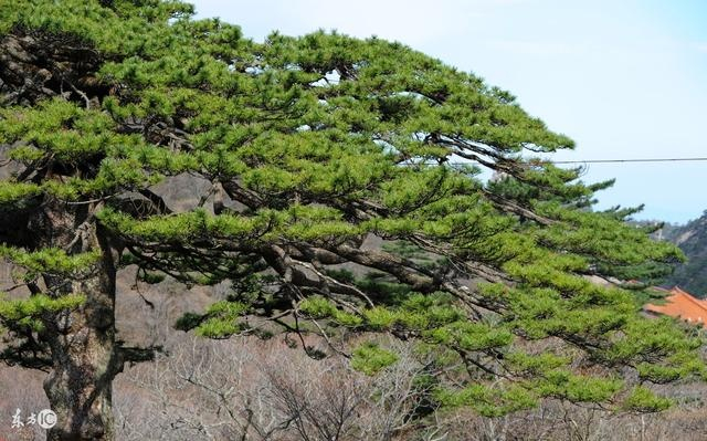 松飞,沉淀是一种生活态度,是一种品质,更是一种境界