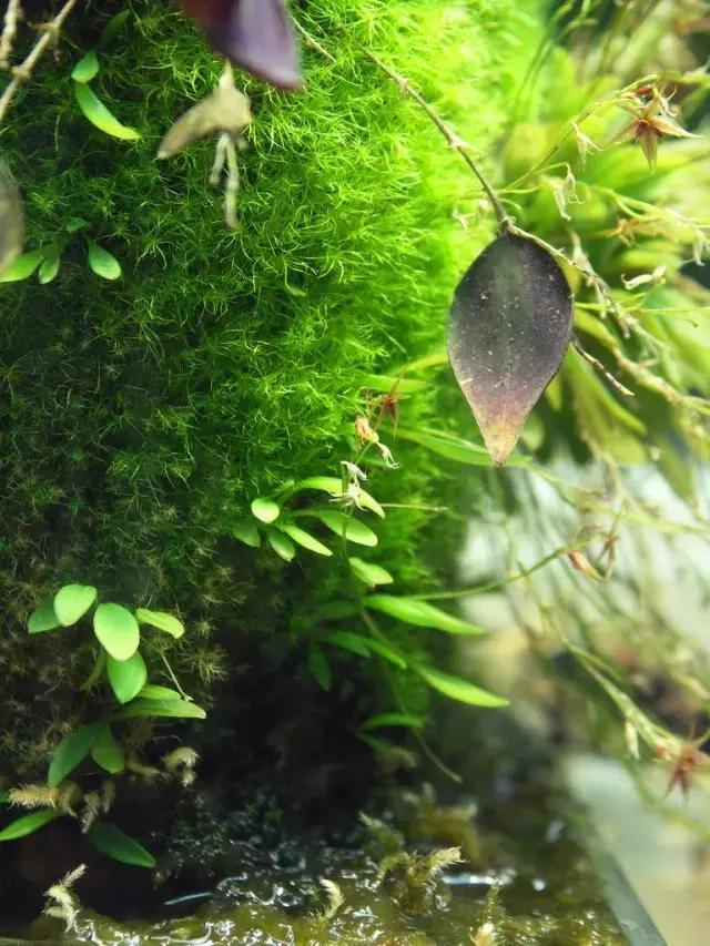 家居水景丨雨林附生植物附生兰微景观造景教程