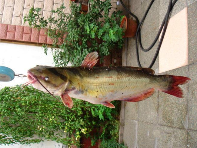 在野外钓叉尾鮰鱼时，一般在浅水区（1米左右）应选手竿垂钓钓，而在深水区（3米以上），则应选择海竿垂钓。