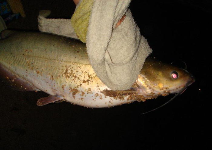 在场的钓友们都说：“从没有见过这么大个的叉尾鮰！”回家一称：才二斤五两。