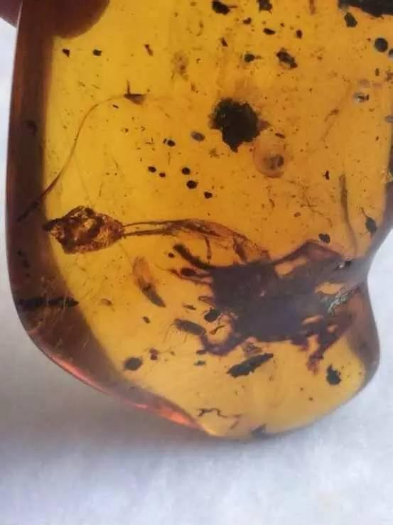 琥珀的种类和产地:琥珀里的水生物哪来的?